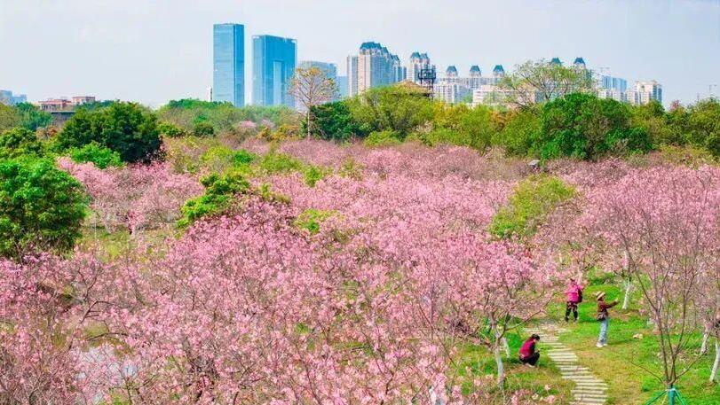 花城寻芳!广州春季赏花地图全指南→